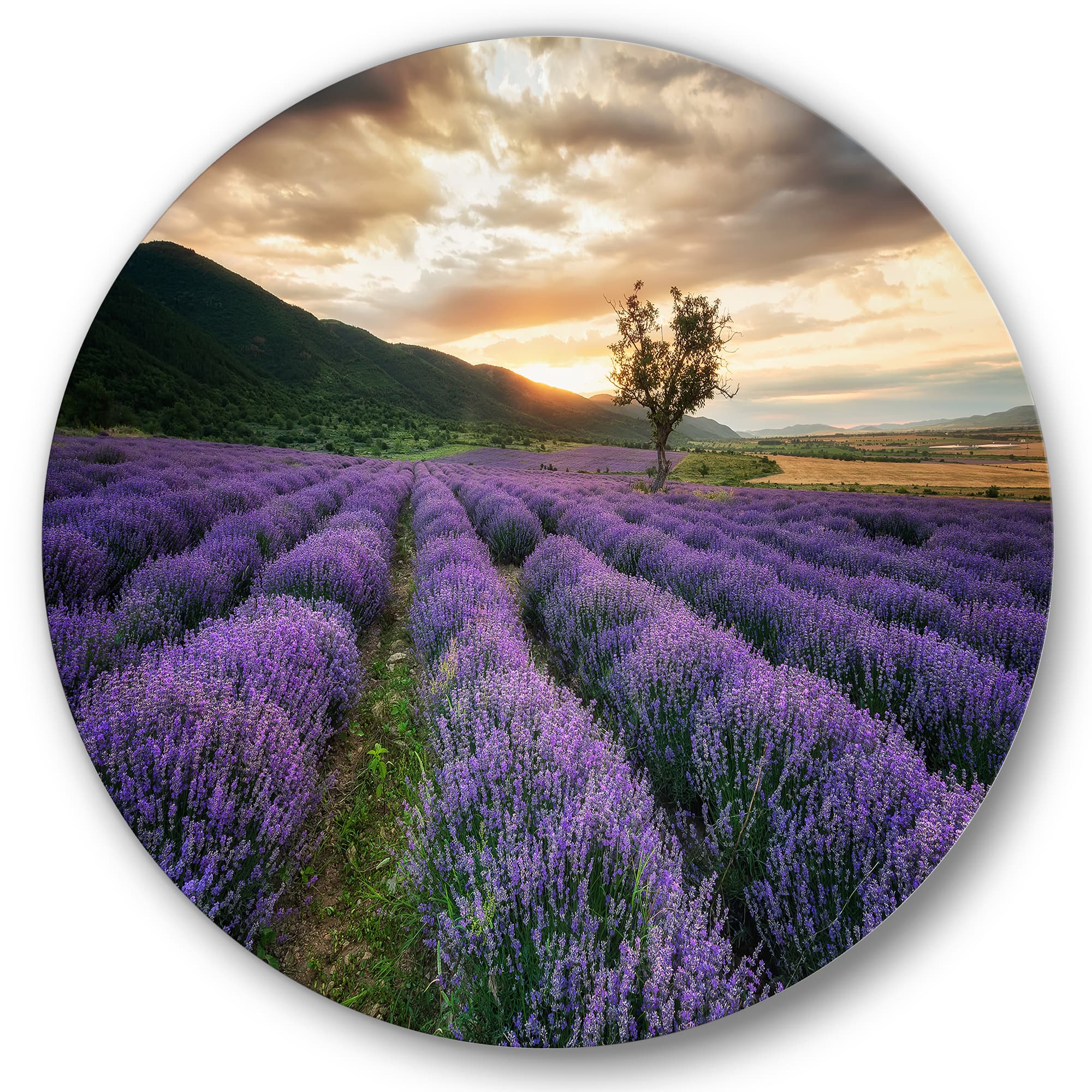 Designart - Sunrise & Dramatic Clouds Over Lavender Field VII